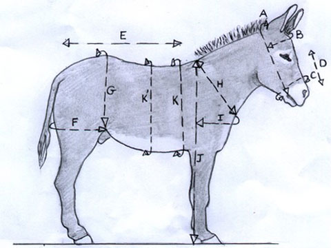 Aux mensurations de l'âne